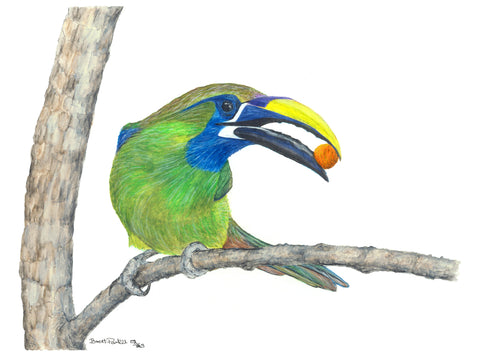 Blue-Throated Toucanet