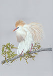 Cattle Egret