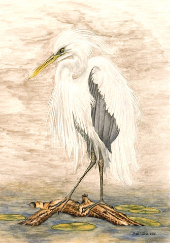 Great White Heron