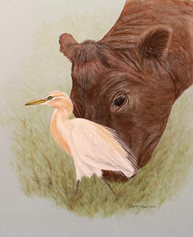 Santa Gertrudis Cow and Cattle Egret