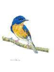 Hill Blue Flycatcher