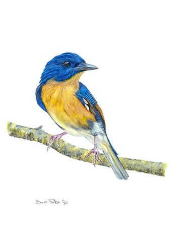 Hill Blue Flycatcher