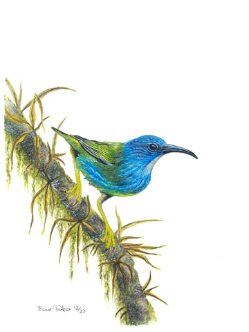 Female Shining Honey-Creeper
