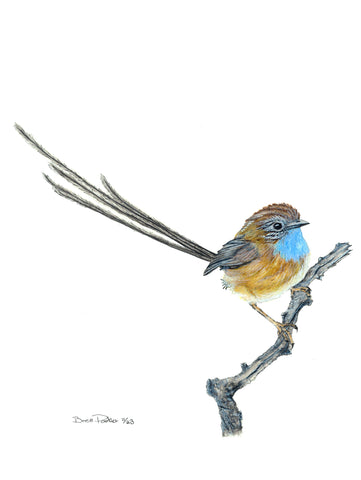 Southern Emu Wren
