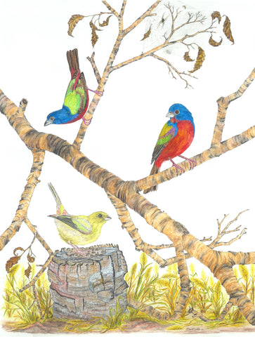 Pair of Male and Female "Painted Buntings"