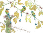 The Gathering of  Turquoise-Browed Motmot’s