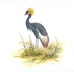 Black Crowned Crane