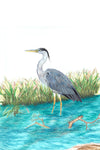 Great Blue Heron