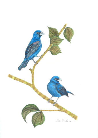 Blue Grosbeak And Indigo Bunting