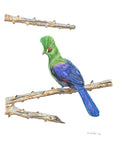 Nysna Loerie