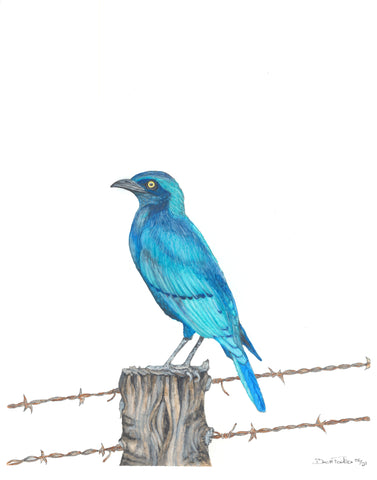 The Greater Blue-Eared Starling