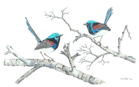 Red-Winged Fairy Wrens
