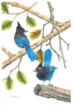 Steller's Jays