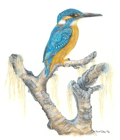 Common Kingfisher