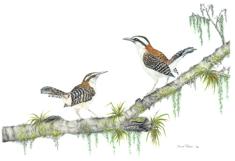 Rufous-Naped Wrens