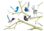 A Collective Gathering of some Australian Wren Family