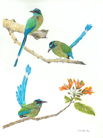 Three Blue-Crowned Motmots