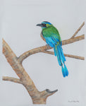Blue Crowned Motmot