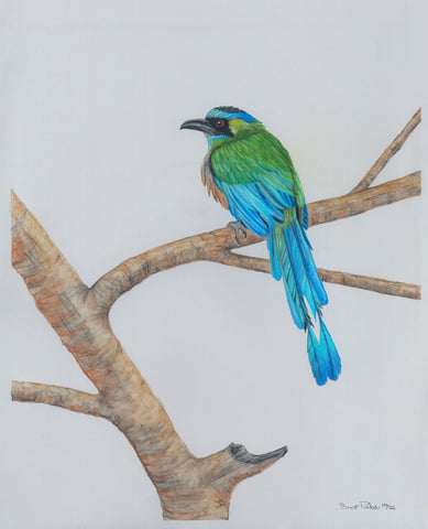 Blue Crowned Motmot