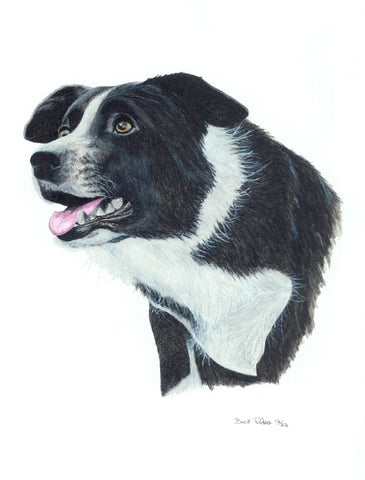 Border Collie