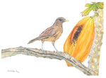 Clay Colored Thrush