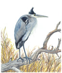 Great Blue Heron