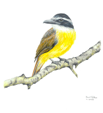 Great Kiskadee