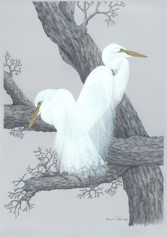 Great white Egrets