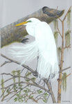 Great White Egret
