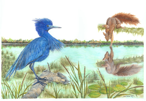 Little Blue Heron and Red Squirrel