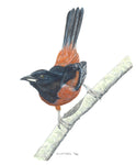 Orchard Oriole