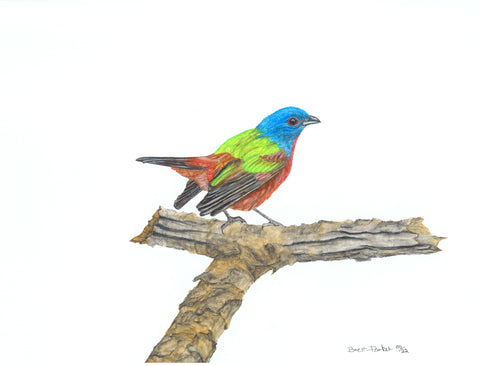 Painted Bunting (Siete Colores)