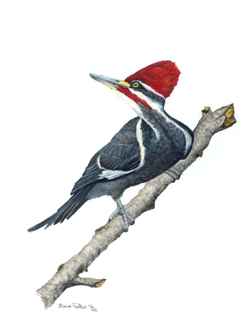 Pileated Woodpecker