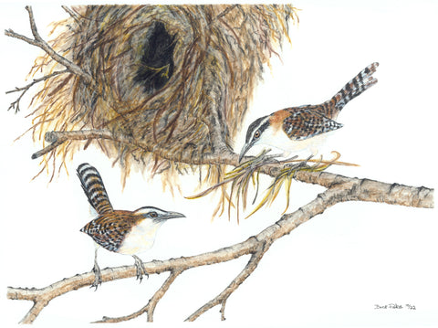 Rufous-Naped Wrens “Guacalchia" with nest
