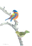 Male and Female Painted Buntings
