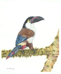 Plate-Billed Mountain Toucan