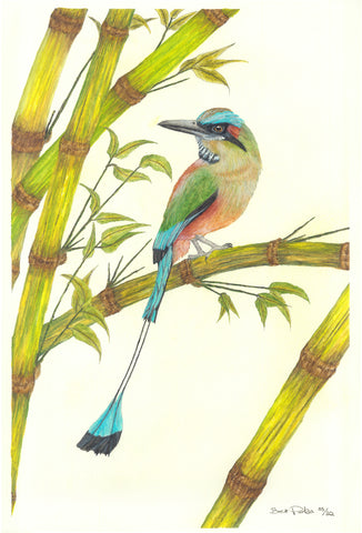 Turquoise-Browed Motmot - Torogoz