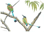 Turquoise Browed Motmots