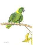 Yellow-Naped Amazon Parrot