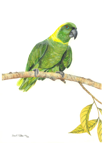 Yellow-Naped Amazon Parrot