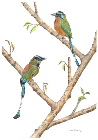 Pair of Turquoise Browed Motmot